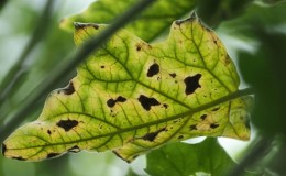 What are the diseases of eggplants in a greenhouse and how to deal with them