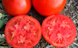 En av de tidligste tomatvariantene er den franske hybriden Supernova F1