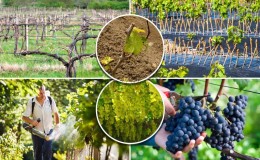 Guía para el cuidado de las uvas en primavera después de la apertura.