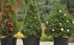 Live Christmas tree in a pot for the New Year