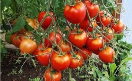 Hibrid disyorkan oleh penduduk musim panas - tomato Tarasenko 2 dan kualiti positifnya