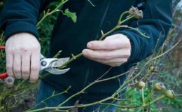 Hvorfor skal du beskære klatreroser efter blomstring om sommeren, og hvordan gør man det korrekt