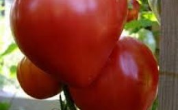 En gave til bønder fra russiske oppdrettere: Velmozha-tomaten er en tidlig modningsvariant med en rikholdig høst