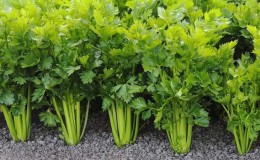 Growing leaf celery and caring for it in open ground from planting to harvesting