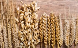 What is the difference between barley, wheat and other grains