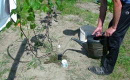 Cómo y con qué alimentar las uvas en junio.