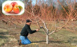 Cómo podar adecuadamente un melocotón en otoño y por qué es necesario.