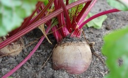 Hakbang-hakbang na mga tagubilin para sa pagtatanim ng mga beets sa bukas na lupa sa tagsibol at karagdagang pag-aalaga sa kanila