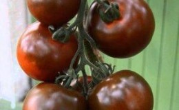 Spectacular appearance and unusual taste: Kumato tomatoes and the secrets of growing them