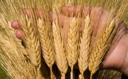 Tutto sulla coltivazione del grano primaverile: tecnologia di coltivazione dalla semina alla raccolta