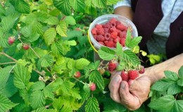 Guía para cuidar las frambuesas después de la cosecha en julio