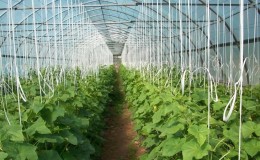 How to grow cucumbers in a greenhouse in winter: step-by-step instructions