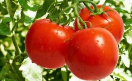 Mari kita berkenalan dengan tomato Irishka F1 dan cuba menanamnya di plot kami