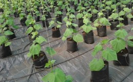 Instructions for growing cucumbers in bags: from preparing materials to harvesting the finished crop