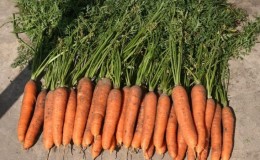 Mid-season carrot variety Samson