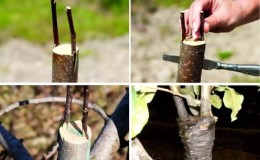 How to plant an apple tree in the fall and how to do it correctly