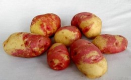 Variedade de batata Limonka: descrição, características e comentários