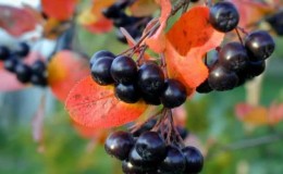 Instrucciones para podar chokeberry en otoño para jardineros principiantes.