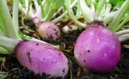 Bagaimana untuk mendapatkan penuaian rutabaga yang baik: menanam dan menjaga mengikut arahan untuk pemula