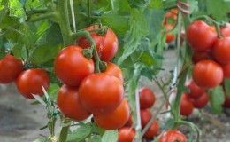 Hvorfor elsker alle Dacha-tomaten så mye?