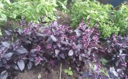 Plant compatibility: what to plant basil next to and why it is important