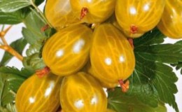 Variedad de grosella agridulce sin espinas amarilla rusa