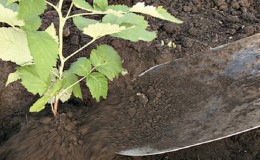 Una guía para trasplantar frambuesas a una nueva ubicación en otoño para jardineros principiantes