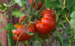 Varieti tahan untuk keadaan cuaca yang teruk - tomato Pride of Siberia yang terkenal