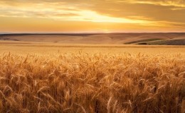 Tecnologia de cultivo de trigo desde a preparação para a semeadura até a colheita