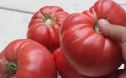 Apa yang sangat baik tentang tomato f1 brendi merah jambu daging lembu dan mengapa penduduk musim panas sangat menyukainya: gambaran keseluruhan varieti dan rahsia penanamannya