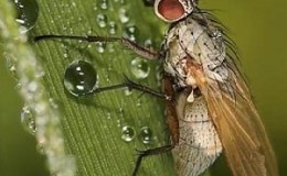 ¿Por qué la mosca sueca es peligrosa para el trigo de invierno y cómo combatirla y otras plagas de los cereales?