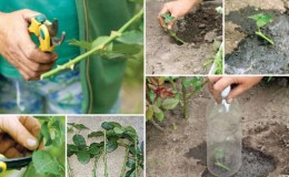 Una guía para cortar rosas en otoño en casa para jardineros principiantes.