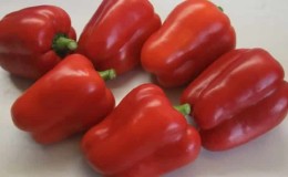 Wie man große rote Hybridpaprika Ombrone pflanzt und anbaut