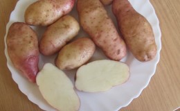 A lendária variedade de batata americana, testada pelo tempo e adorada pelos agricultores