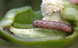 So entfernen Sie Raupen auf Paprika