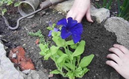 Growing petunia at home and in open ground: necessary conditions, planting, care