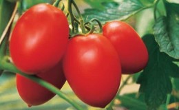 Tomate Benito à haut rendement et sans prétention - les secrets pour obtenir une récolte riche