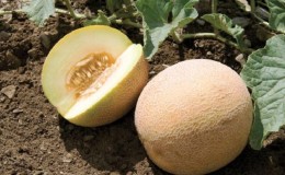 Where and how to preserve melon until the New Year at home