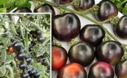 Kejutkan tetamu dan jiran anda dengan tomato yang luar biasa - Tomato tandan hitam F1