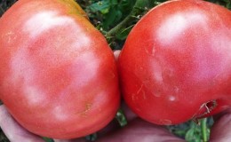 Variasi yang sangat baik untuk pencinta tomato manis berbuah besar - tomato Giant Pink