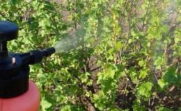 How and with what to spray currants in the spring against pests and diseases