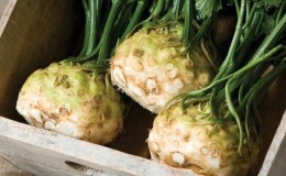 What is good about root celery, how to grow and use it correctly