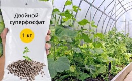 Folosind superfosfat pentru a fertiliza castraveții în grădină și seră