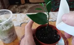 Propagación de limón por esquejes y cultivo en casa.