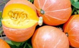 Una zucca amazzonica molto compatta e prolifica, dalla polpa croccante e dolce: a cosa serve e come coltivarla correttamente