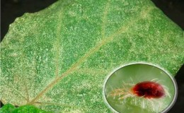 How dangerous are spider mites on eggplants and how to effectively fight them