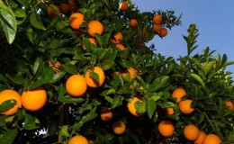 Citrus harvest: when oranges ripen in different countries of the world