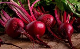 Healing properties of red beets and contraindications to its use