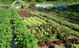 What to plant after beets next year: what mistakes to avoid in crop rotation so as not to harm the harvest