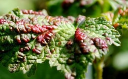 Què fer si el mosquit biliar apareix a les groselles: mètodes efectius de control i prevenció